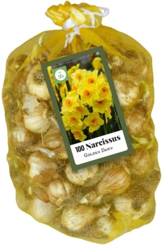 Jonquilles Multiflorales Golden Dawn (XL-Emballage)