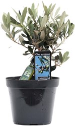 Olea Olivier - Ø13cm - 25cm