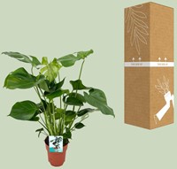Monstera Deliciosa  - Ø19cm - 60cm-2