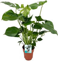 Monstera Deliciosa  - Ø19cm - 60cm