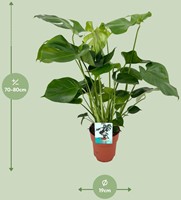 Monstera Deliciosa  - Ø19cm - 60cm-3