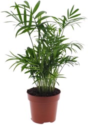 Chamaedorea Elegans - Neanthe bella - Ø12cm - 40cm