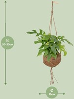 Kokodama Monstera Minima Suspendue – Ø15cm – 25cm-3