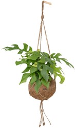 Kokodama Monstera Minima Suspendue – Ø15cm – 25cm