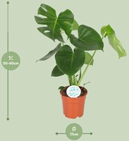 Monstera Deliciosa  - Ø17cm - 55cm-3