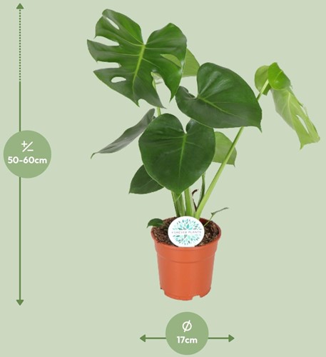 Monstera Deliciosa  - Ø17cm - 55cm-3