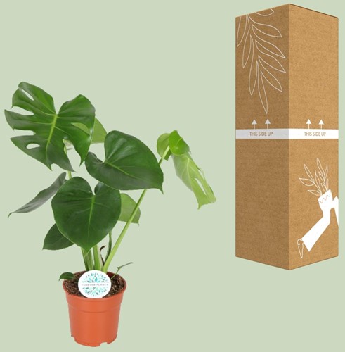 Monstera Deliciosa  - Ø17cm - 55cm-2