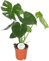 Monstera Deliciosa  - Ø17cm - 55cm