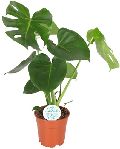 Monstera Deliciosa  - Ø17cm - 55cm