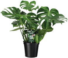 pothos plant sunlight 6 Sun Queen Pothos  Read & Rooted