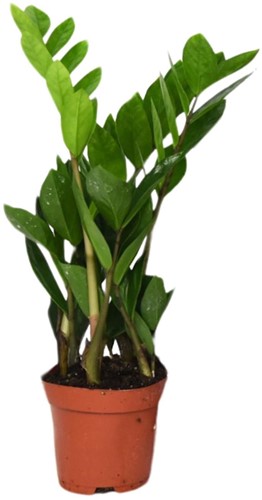 Zamioculcas Zamiifolia - Ø12cm - 40cm