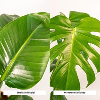 Strelitzia Nicolai - Ø19cm - 85cm + Monstera Deliciosa - Ø21cm - 75cm-2