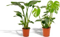 Strelitzia Nicolai - Ø19cm - 85cm + Monstera Deliciosa - Ø21cm - 75cm