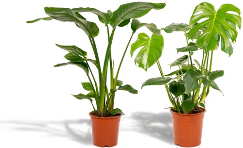 Strelitzia Nicolai - Ø19cm - 85cm + Monstera Deliciosa - Ø21cm - 75cm