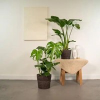 Strelitzia Nicolai - Ø19cm - 85cm + Monstera Deliciosa - Ø21cm - 75cm-3