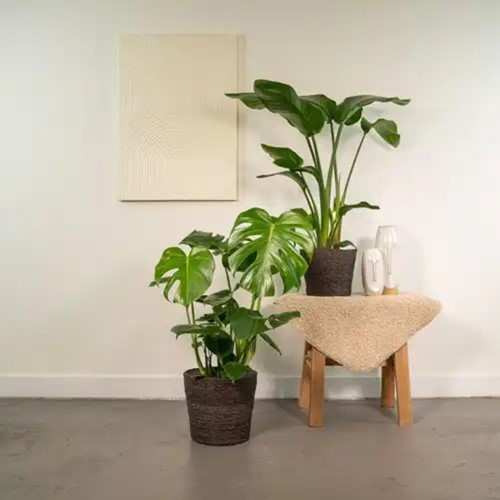 Strelitzia Nicolai - Ø19cm - 85cm + Monstera Deliciosa - Ø21cm - 75cm-3