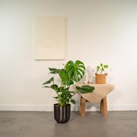 Monstera Deliciosa – 80cm – Ø21cm + Pot Mayk Lead