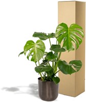 Monstera Deliciosa – 80cm – Ø21cm + Pot Mayk Lead-3