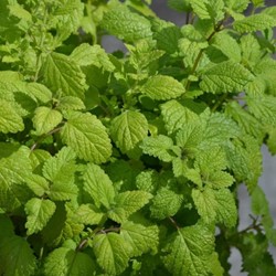 Mélisse citronelle (Plantes en Pot)