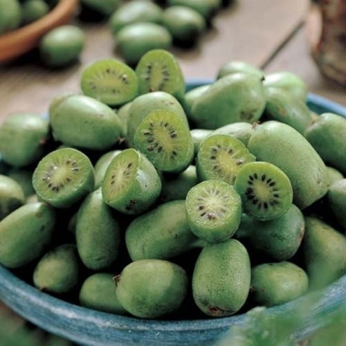 Kiwi d été - Actinidia Arguta