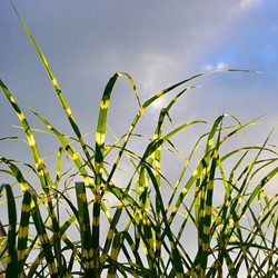 Miscanthus sinensis Strictus - Herbe à éléphant