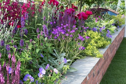 Plate-bande de Jardin à Longue Floraison Modeste Herwig