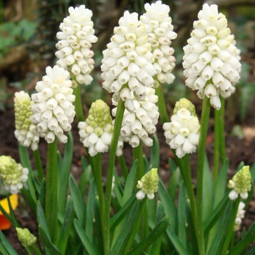 Muscari Botryoides Album - Jacinthes à grappes