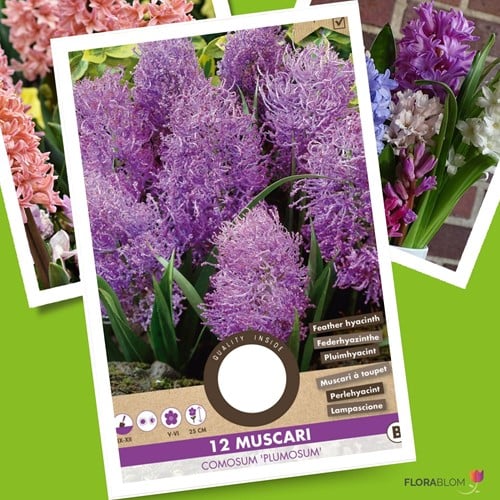 Muscari comosum Plumosum - Muscari à  Toupet