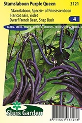 Haricot Nain Purple Queen - Phaseolus Vulgaris