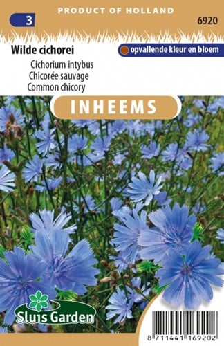 Chicorée sauvage - Cichorium intybus