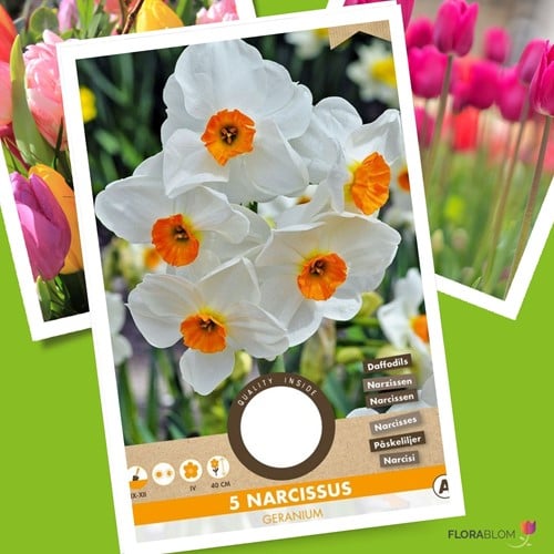 Narcisse Geranium - Narcissus