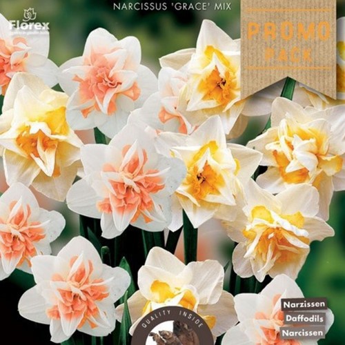 Narcisse Grace Mélange - Narcissus