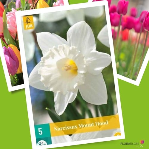 Narcisse Trompette Mount Hood - Narcissus