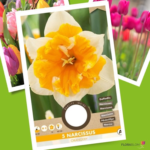 Narcisse Orangerie - Narcissus