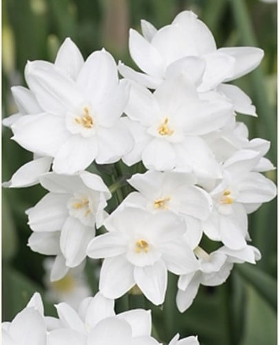 Narcisses Paperwhite (En Vrac) - Narcissus