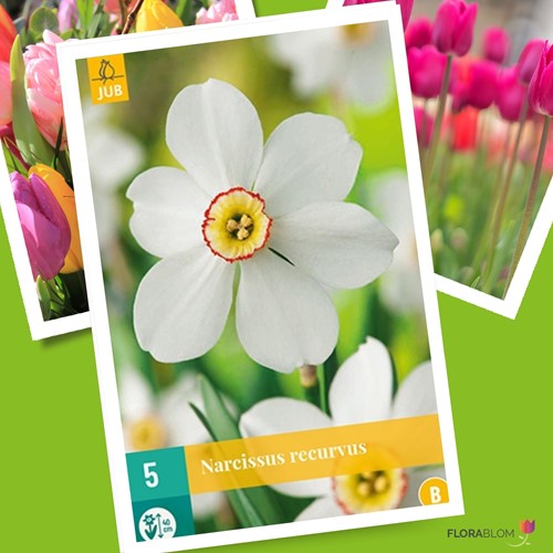 Narcisse Recurvus - Narcissus