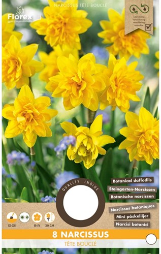 Narcisse Tête Bouclé - Narcissus-2