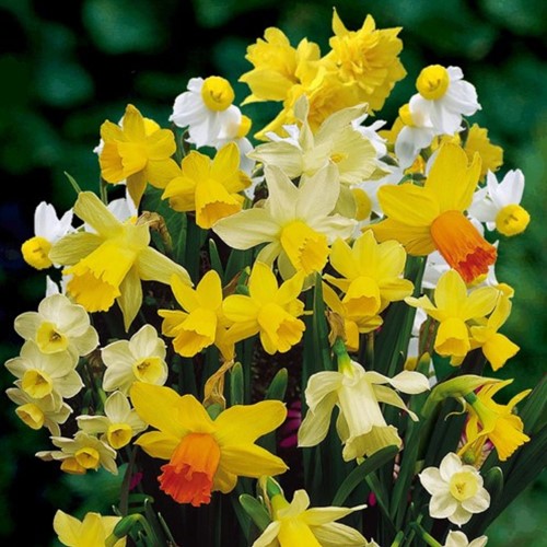 Narcisses Botaniques en Mélange (En Vrac) - Narcissus