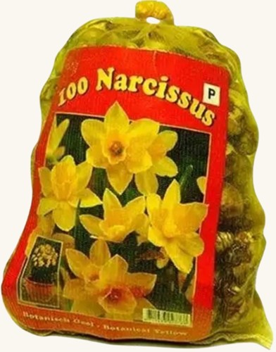 Narcisses Botaniques (XL-Emballage) - Narcissus