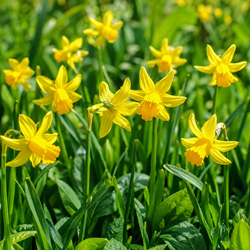 Narcisses Botaniques (XL-Emballage) - Narcissus