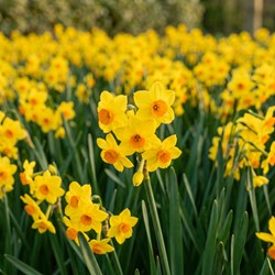 Jonquilles Multiflorales Golden Dawn (XL-Emballage)