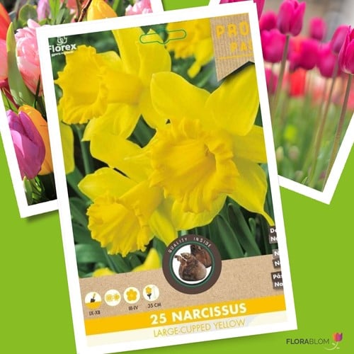 Narcisses Large Cupped Jaune - Narcissus
