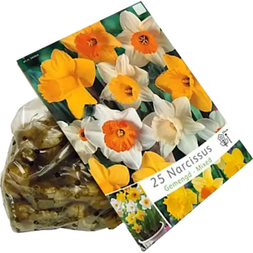 Narcisses Grandes Fleurs Mélange - Narcissus