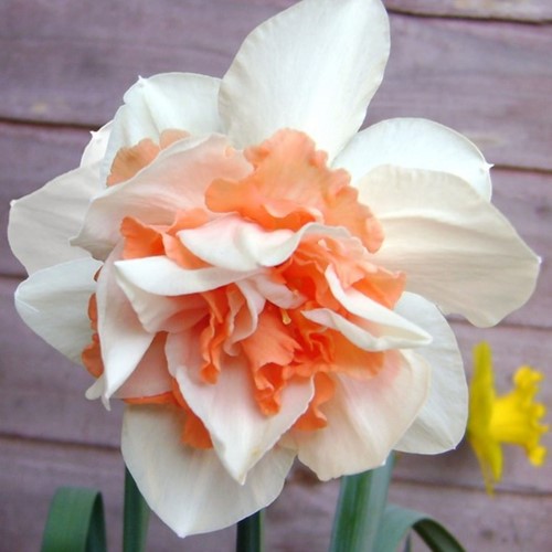 Narcisses Replete (En Vrac) - Narcissus