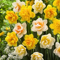 Narcisses Double en Mélange - Narcissus