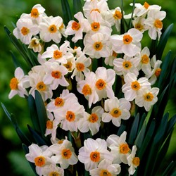 Narcisse Geranium - Narcissus