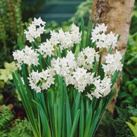 Narcis Paperwhite (Grootverpakking) - Narcissus