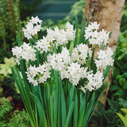 Narcisses Paperwhite (En Vrac) - Narcissus
