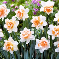Narcisses Replete (En Vrac) - Narcissus