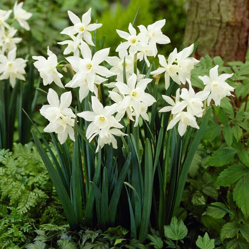 Narcissus Thalia – Narcisses BIO